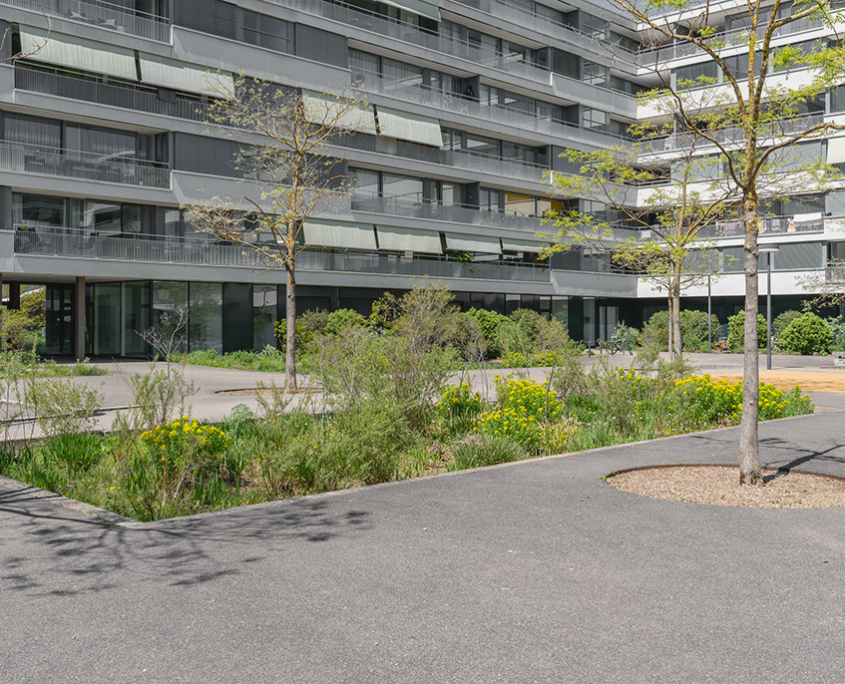Begrünung Mehrfamilienhäuser mit üppiger Ruderalbepflanzung um Versicherungsbecken, Spielplatz im Innenhof