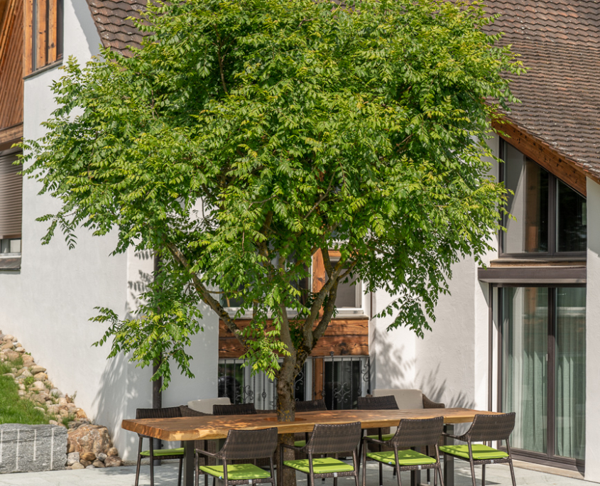 Baum in Tisch dient als natürlicher Schattenspender, Baum in Tisch Privatgarten, Gartenumgestaltung, Rasenflächen, Sitzgelegenheit, natürlicher Schattenspender