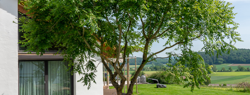 Baum in Tisch Privatgarten, Gartenumgestaltung, Rasenflächen, Sitzgelegenheit, natürlicher Schattenspender